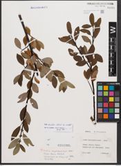 Salix bicolor Ehrh. ex Willd.